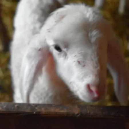 Vakantieboerderij Nockhof Innsbruck