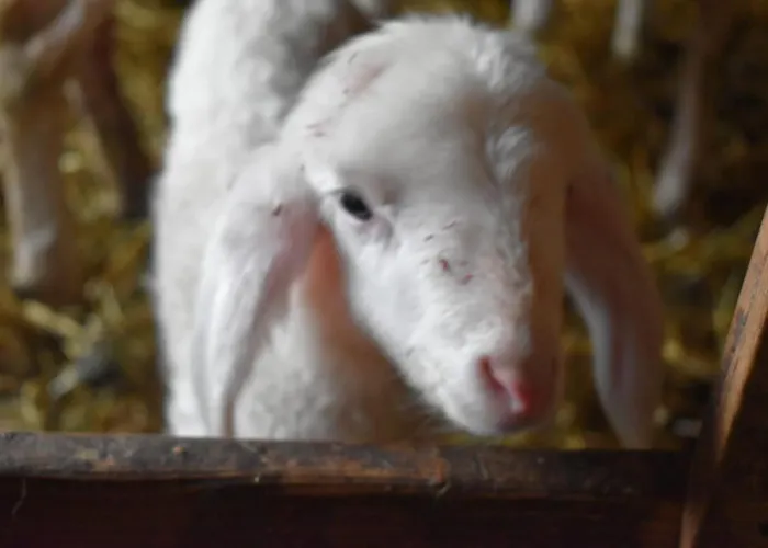 Κατάλυμα σε φάρμα Nockhof Ίνσμπρουκ